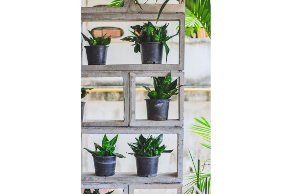 prateleiras com plantas para dividir ambientes