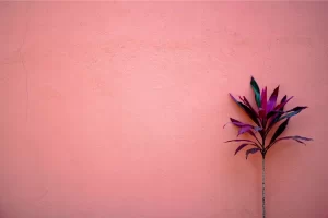 plantas para harmonizar com paredes coloridas