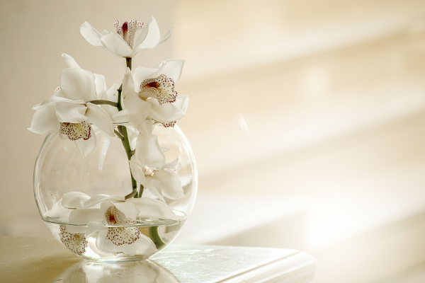 Como integrar orquídeas em ambientes clássicos com pouca luz natural