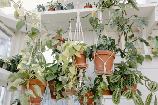 suportes suspensos de corda para plantas