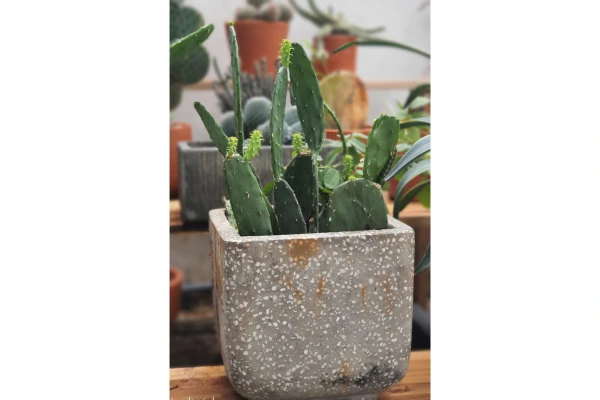 Estilo industrial com plantas em vasos de cimento para áreas reduzidas