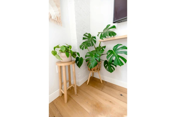 Ideias com plantas tropicais em apartamentos com estilo rústico chic