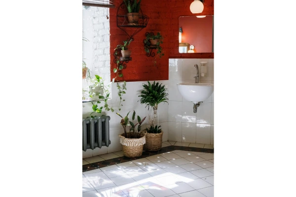 plantas em lavabos com pouca luz