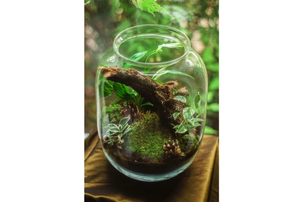 Dicas de mini terrários para estúdios com iluminação artificial