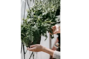 Plantas na decoração