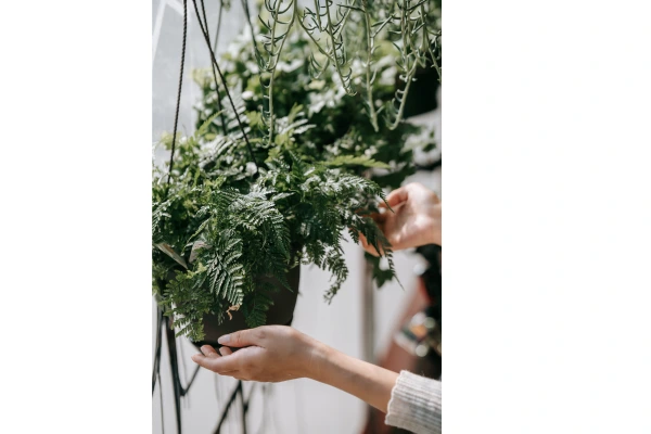 Plantas na decoração