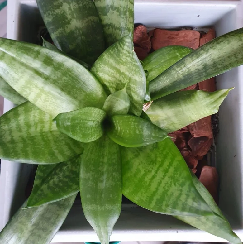 plantas compactas que purificam o ar em quartos pequenos,