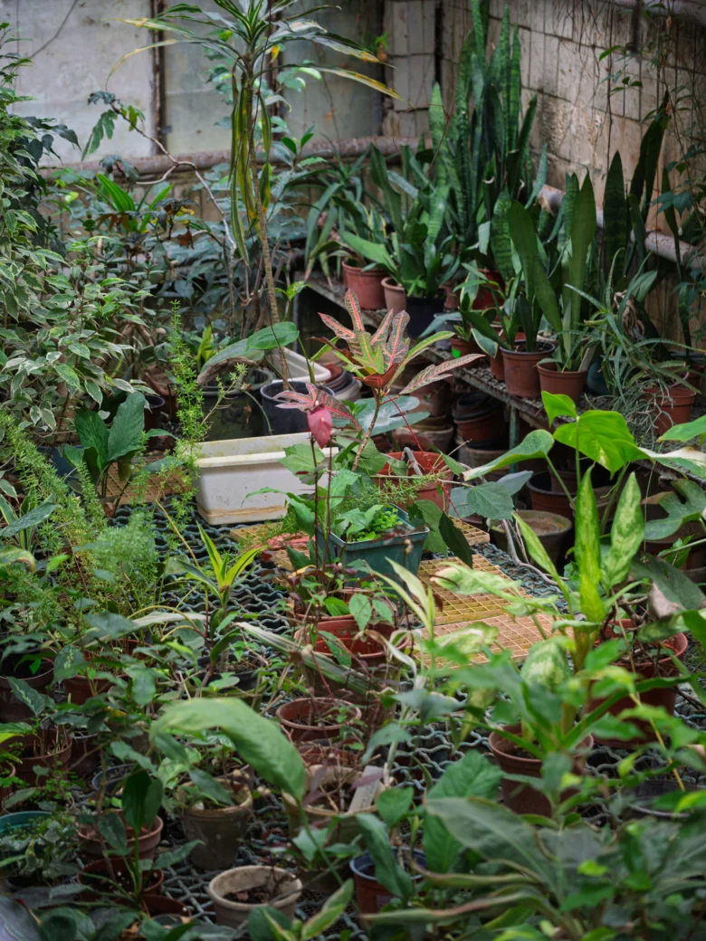 jardim caótico em pequenos espaços